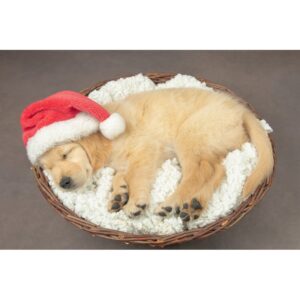 Holiday Cards
